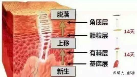 一到冬天干燥起皮，那是你角质层严重损坏了应当这样做