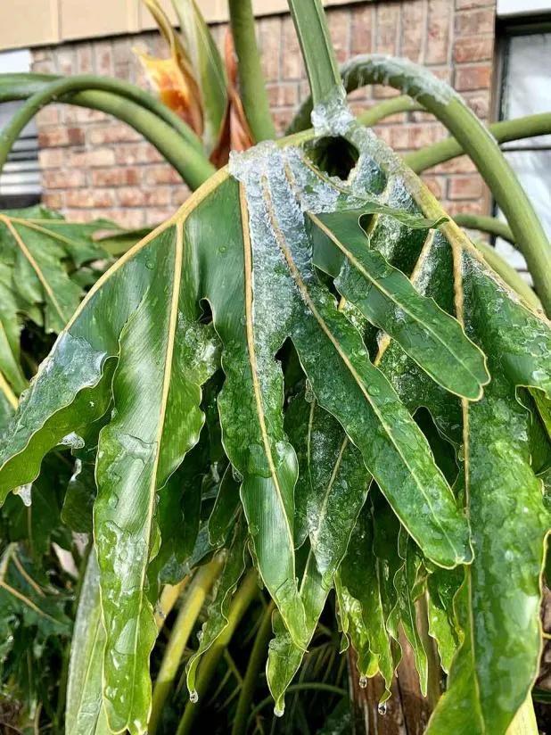 受冻的植物应当怎么拯救,植物受冻后僵苗了怎么办