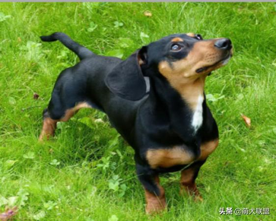 狗界最凶悍的犬,十大聪明名犬腊肠犬