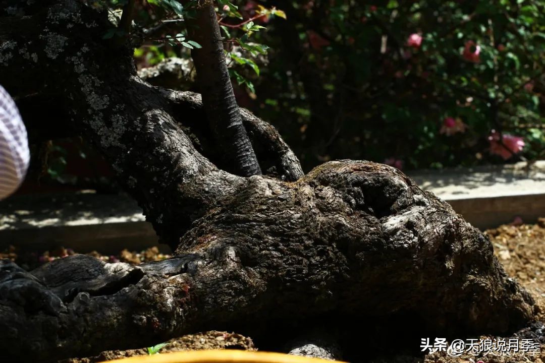 传家宝月季,月季传家宝紫色