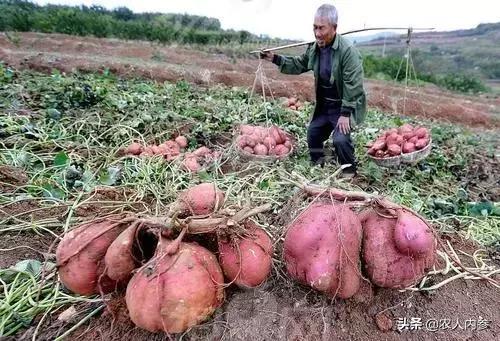 农民种植红薯新方法,农民种植红薯怎么施肥
