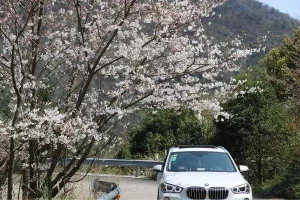奉化樱花公园,奉化樱花谷
