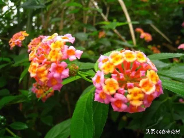 这几种植物越养越值钱,这几种花你养过吗