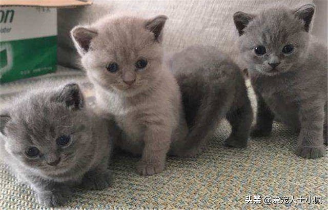 猫咪两天没吃东西生病了能洗澡吗,猫咪只要不应激可以经常洗澡的吗