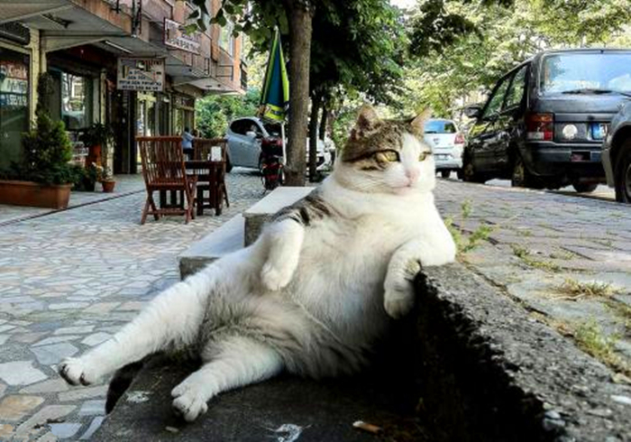 猫咪腹部不大就一定是猫传腹吗,猫咪腹部下垂但是身体很瘦