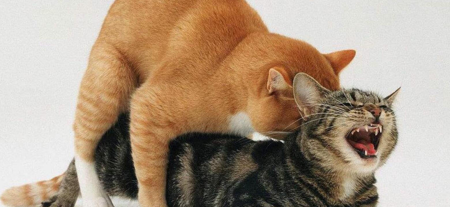 猫咪配对后母猫为什么会攻击公猫,猫咪配对为什么母猫会攻击公猫