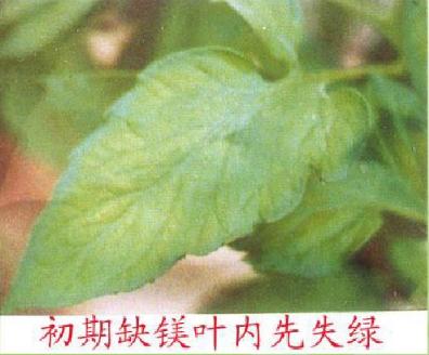 番茄各个生长期缺氮的症状,番茄苗期缺素症图片