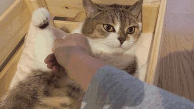猫咪狗狗骨折了怎么办？扒一扒宠物“骨子里”的那些事