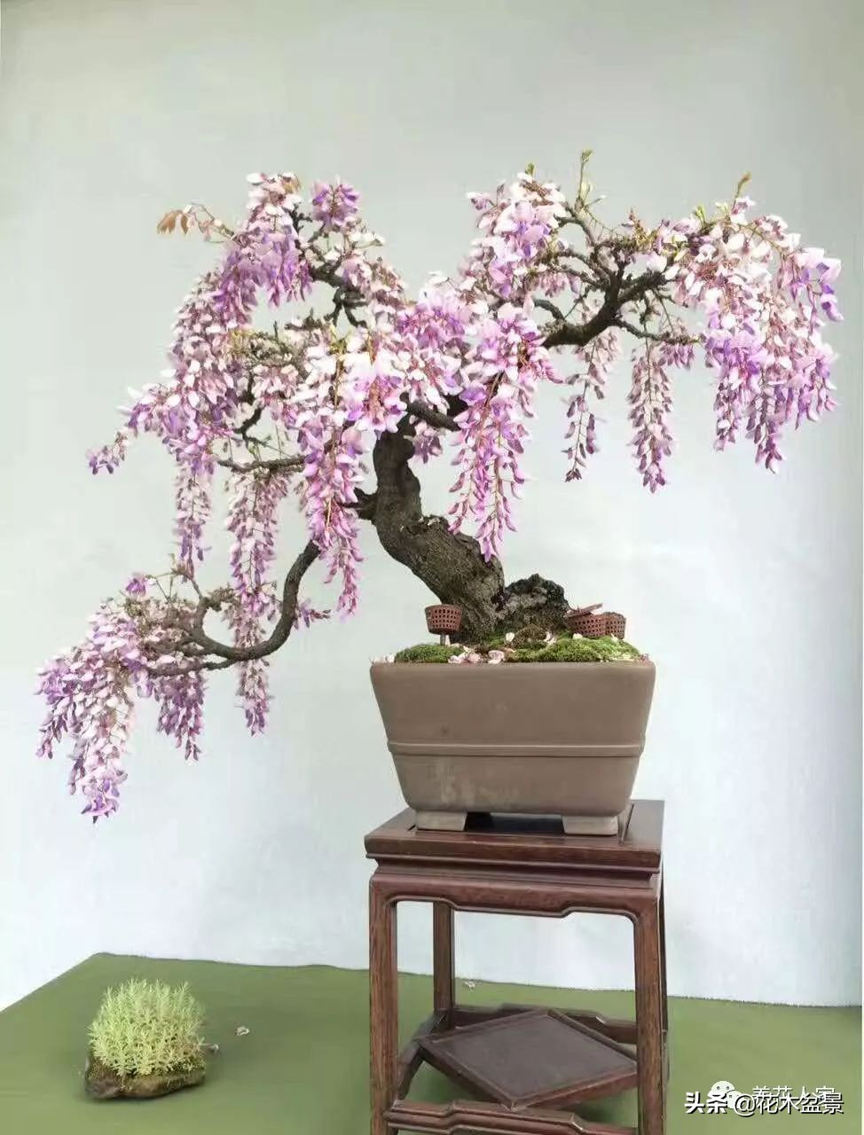 让你从厨艺小白变大神的100道菜,教你如何从一个小白变成大神