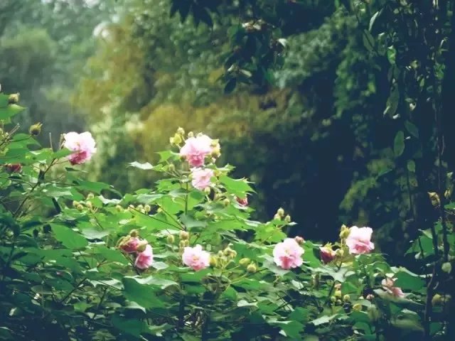 风中摇曳的秋色，是黛玉的“风露清愁”，是“年华都付与木芙蓉”
