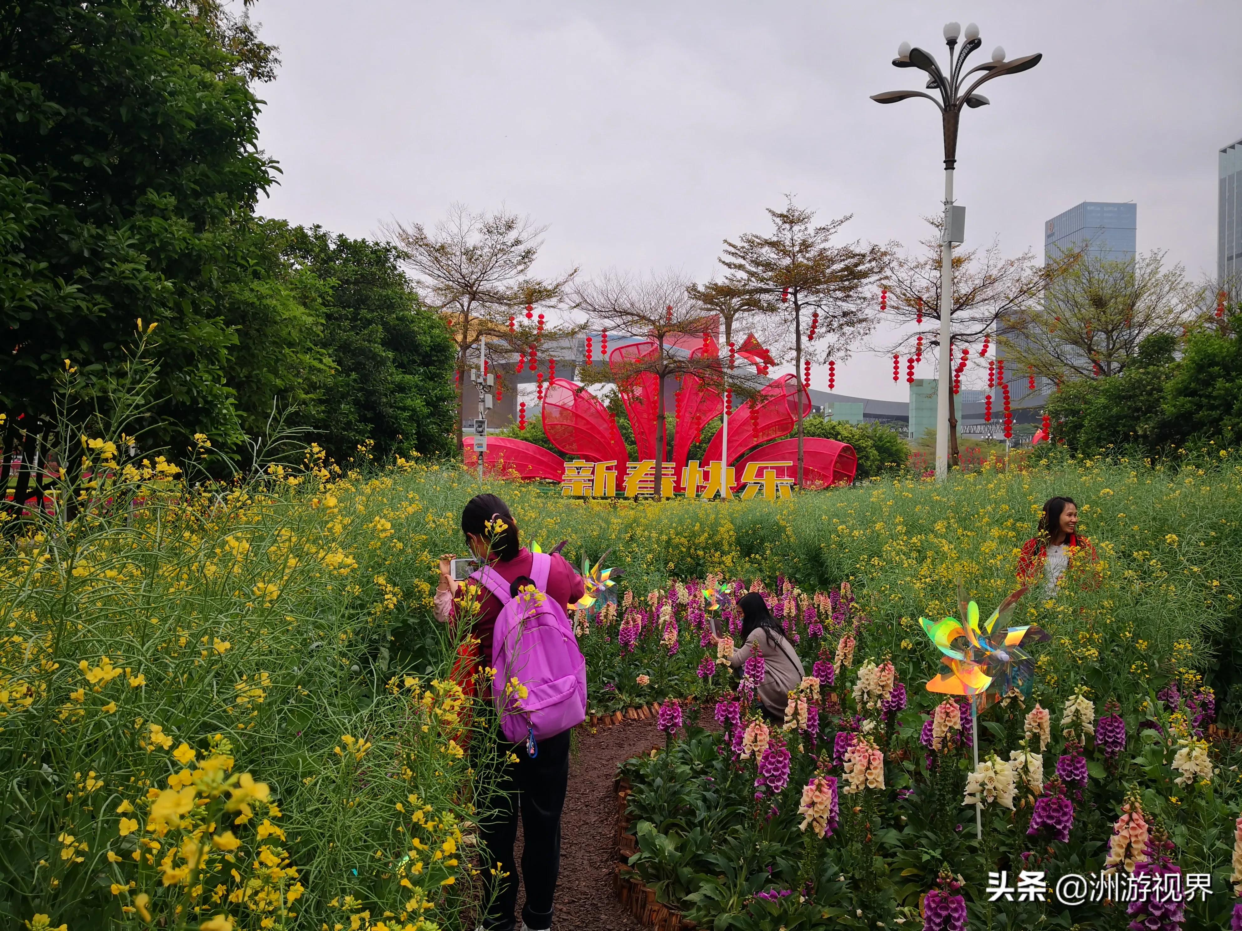 深圳大鹏油菜花,深圳光明油菜花