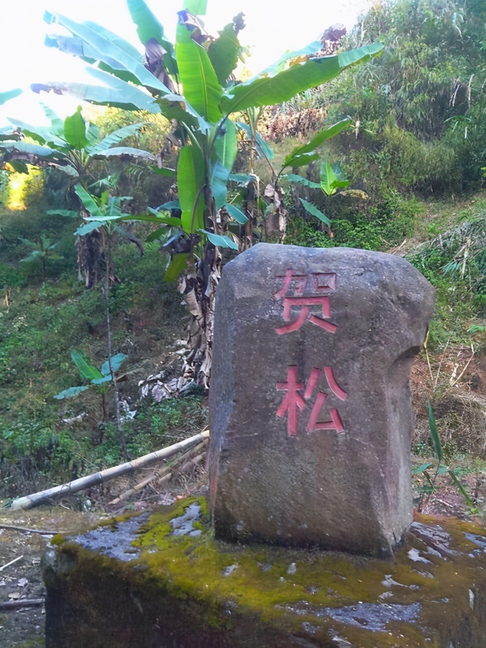 巴达山普洱茶核心产区,巴达山普洱茶特点及价格
