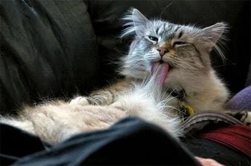 猫咪呕吐不吃猫粮是什么原因,猫咪呕吐怎么判断是猫粮的问题