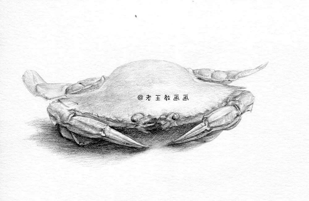 素描螃蟹做法,螃蟹结构素描