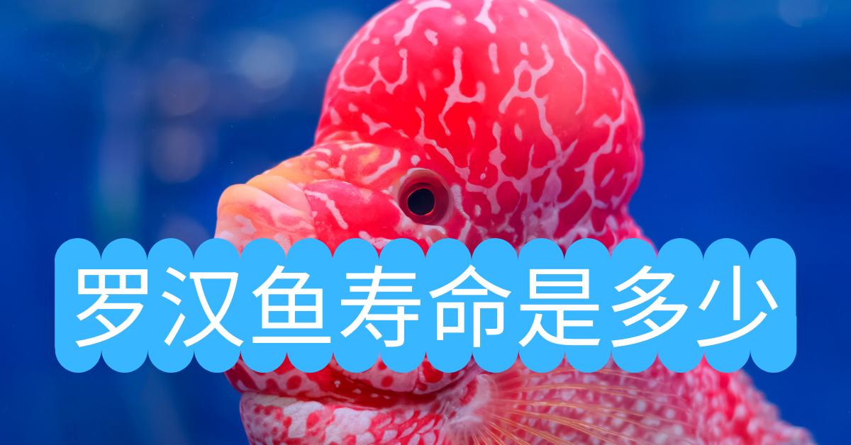 鸿运当头罗汉鱼寿命多长时间,罗汉鱼寿命短的表现有哪些
