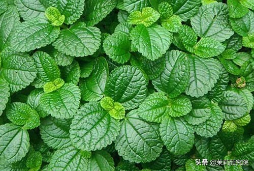 新手必备10款基础精油,单方精油40种精油的功效与用法