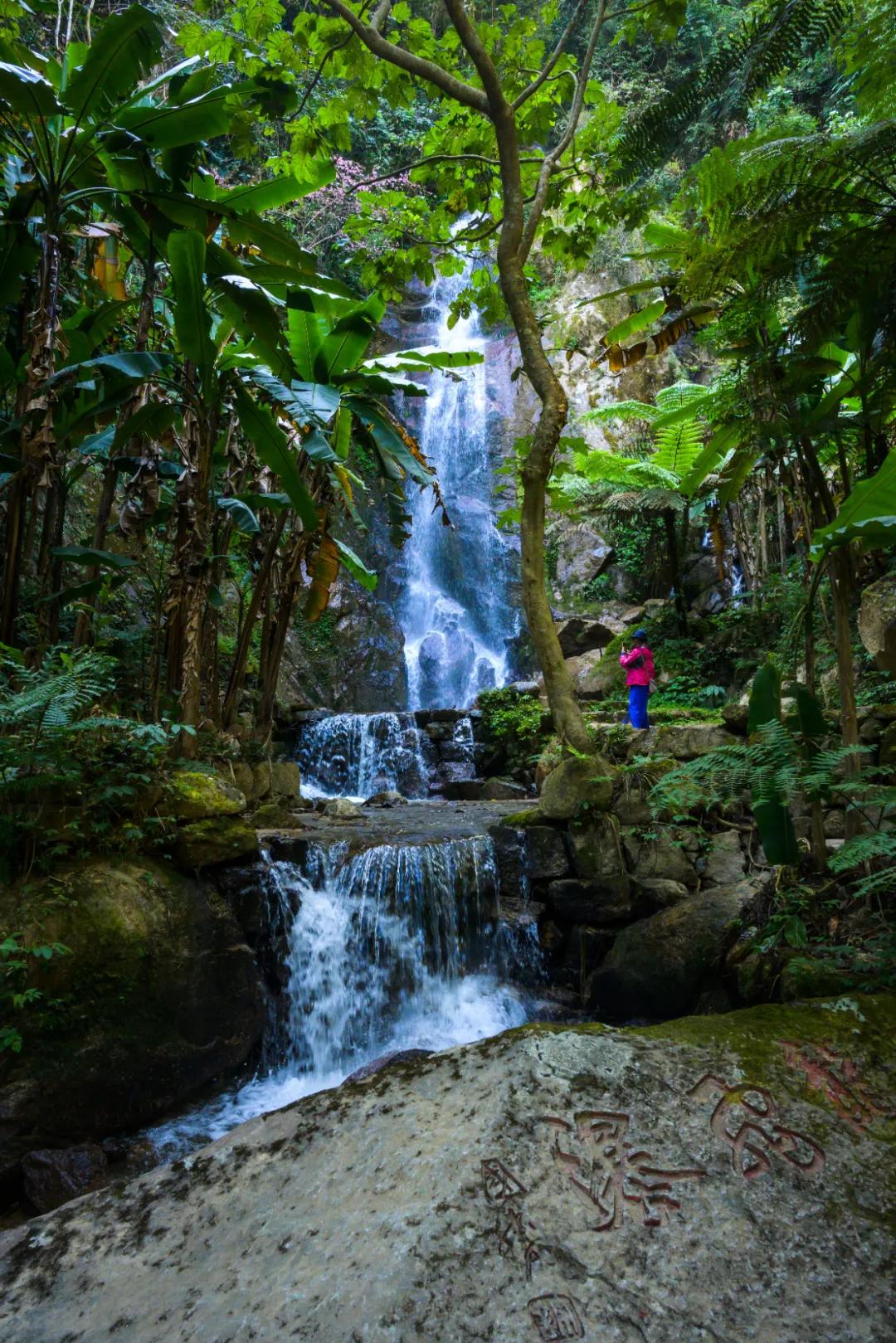 樱花烂漫温泉,腾冲樱花谷风景区