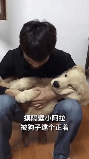 怎么惹金毛生气,金毛惹主人生气