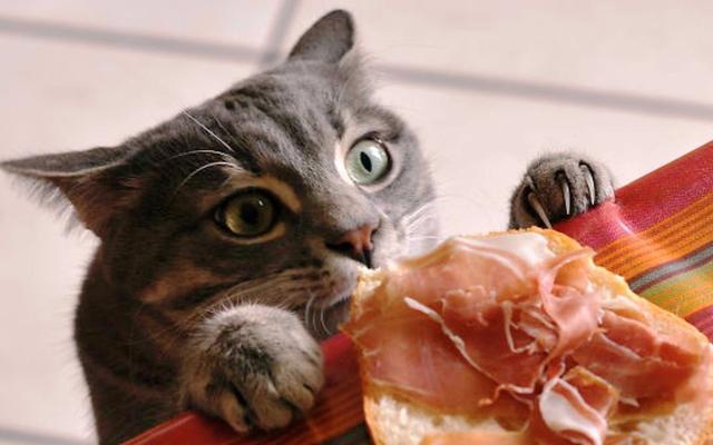 猫咪挑食不吃猫粮可以放猫薄荷吗,猫咪挑食该如何解决
