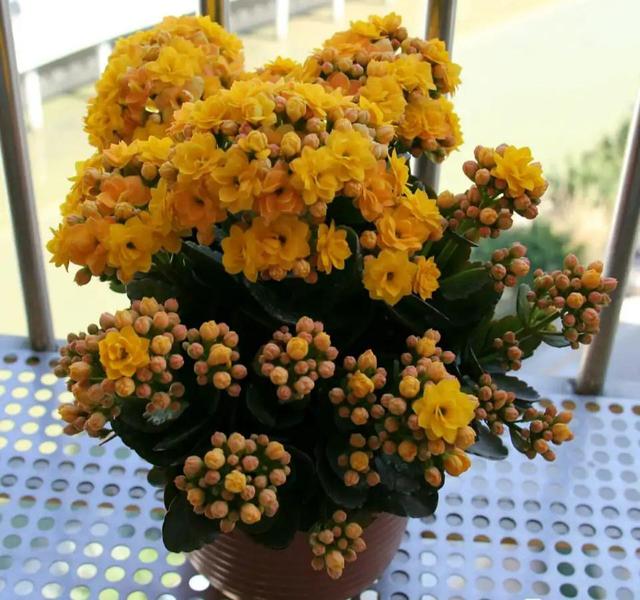 寓意财旺的花,十大吉祥花开图片