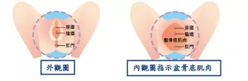 马伊琍怒赞的哑铃,马伊琍用的哑铃