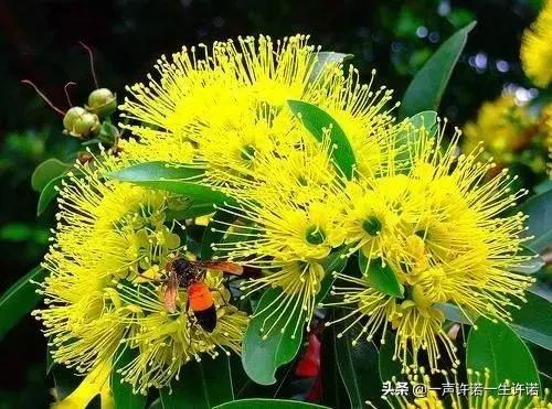 从未见到的怪花,从没见过的奇花