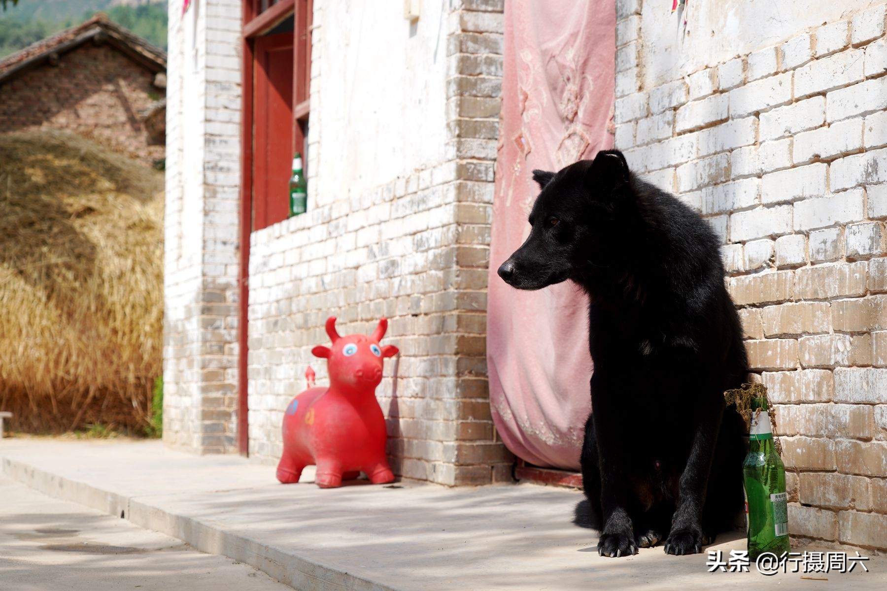 农民大姐家有“黑熊犬”，忠诚聪明1狗护全村，8万不卖