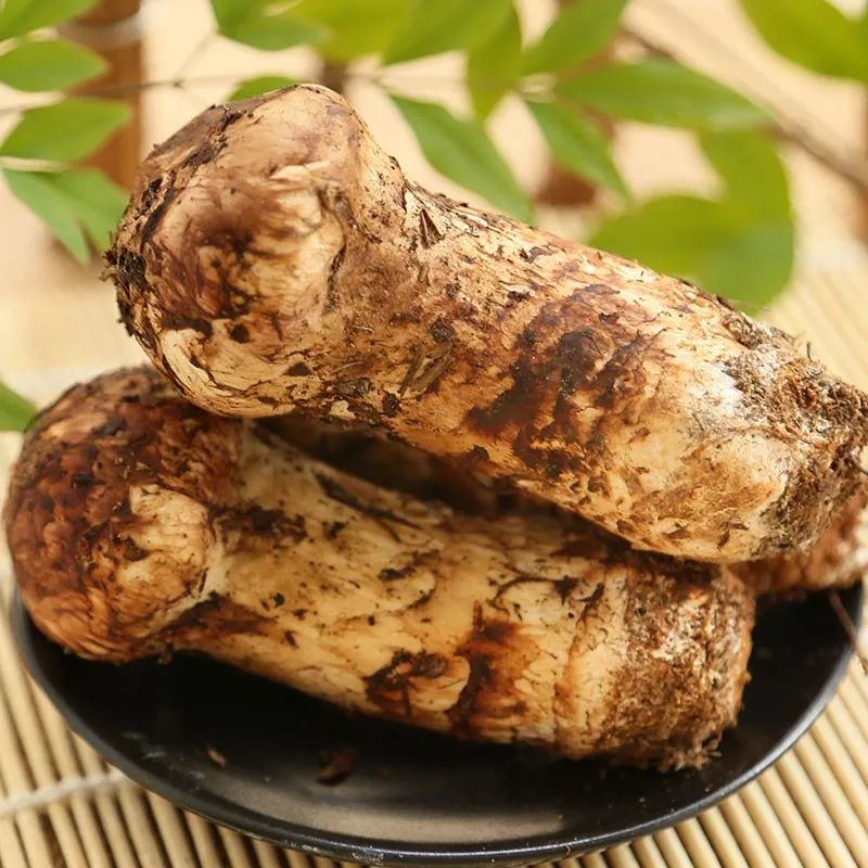 新鲜松茸的正确清洗方法图片,松茸正确的储存方法和清洗