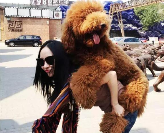 巨型贵宾犬和标准贵宾犬的区别,标准贵宾犬和巨型贵宾犬