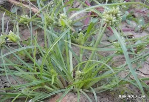 农民种植红薯新方法,农民种植红薯怎么施肥