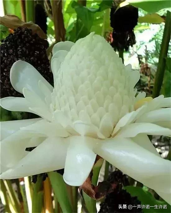 从未见到的怪花,从没见过的奇花