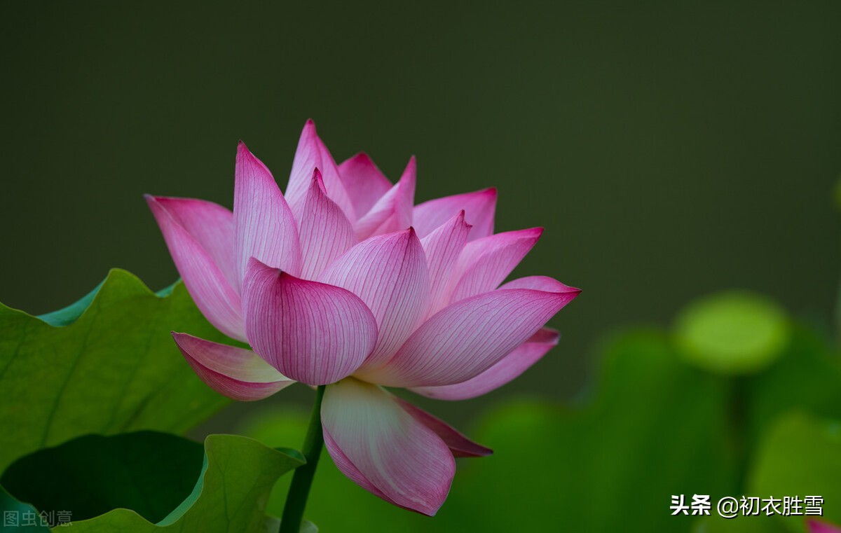 莲花诗词经典,莲花的唯美诗词