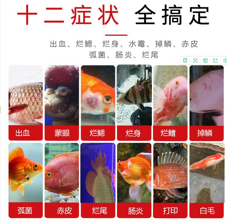 观赏鱼撞缸蹭缸怎么办？