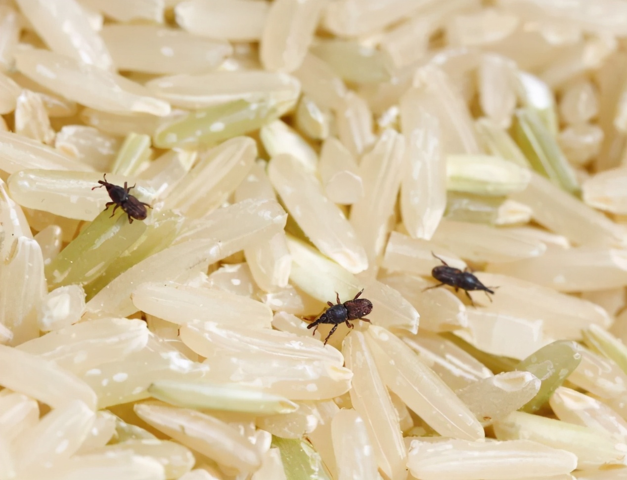 怎么消灭麦牛,对付麦牛的最佳方法