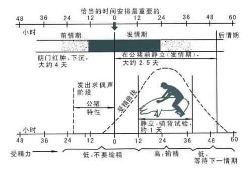 母猪为什么那么多病,为啥母猪先发病