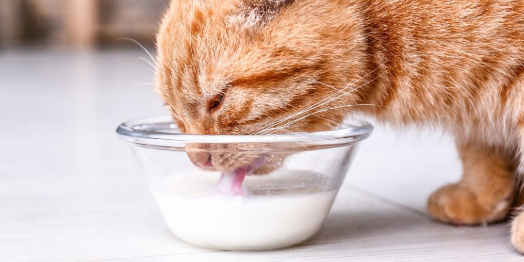 猫咪坐月子怎么补奶水多,猫咪坐月子吃什么下奶快