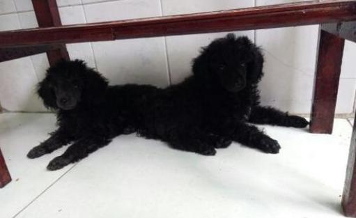 为什么“黑色”贵宾犬少人养？有7个原因