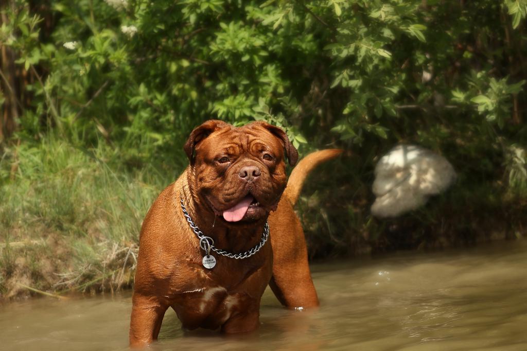 世界上最凶悍的十大恶犬,世界上最凶悍的狗藏獒仅列第四