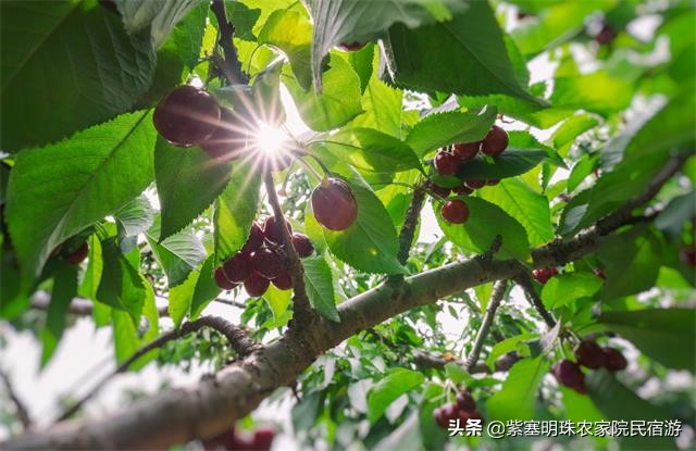 蓟州区隆田居农家院电话,蓟县隆跃农家院