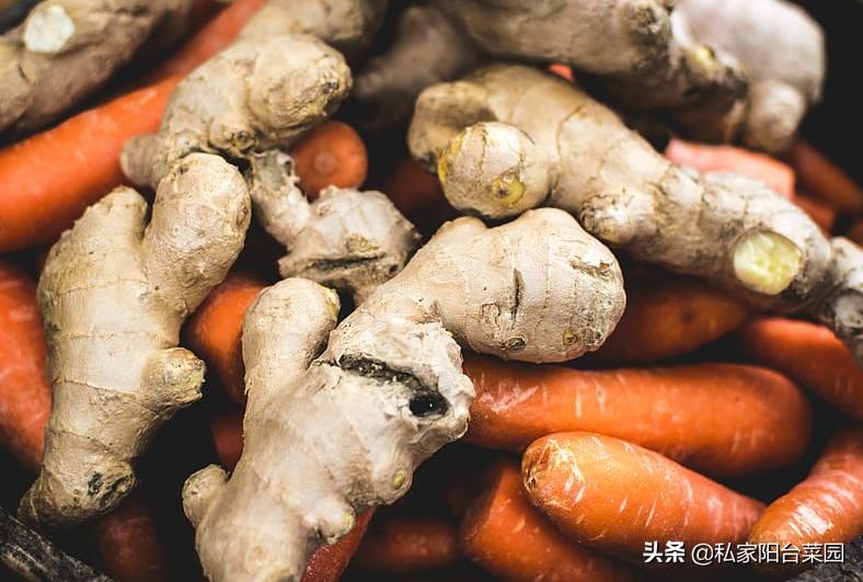 教你自家盆栽种姜,家里种姜的正确方法和步骤