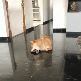 狗狗不停舔地面还呕吐是怎么回事,狗狗舔别的狗狗的眼代表什么意思