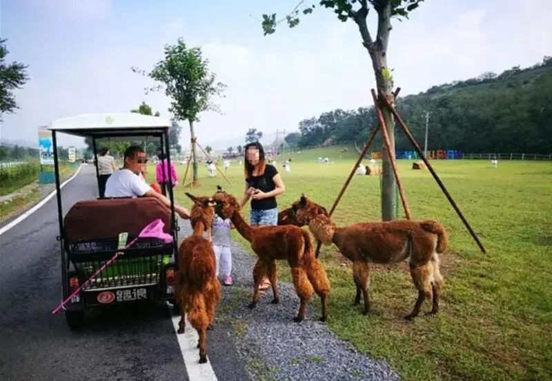 熊猫遛娃共享童车上线大连生态遛娃地—铭湖牧场风景区