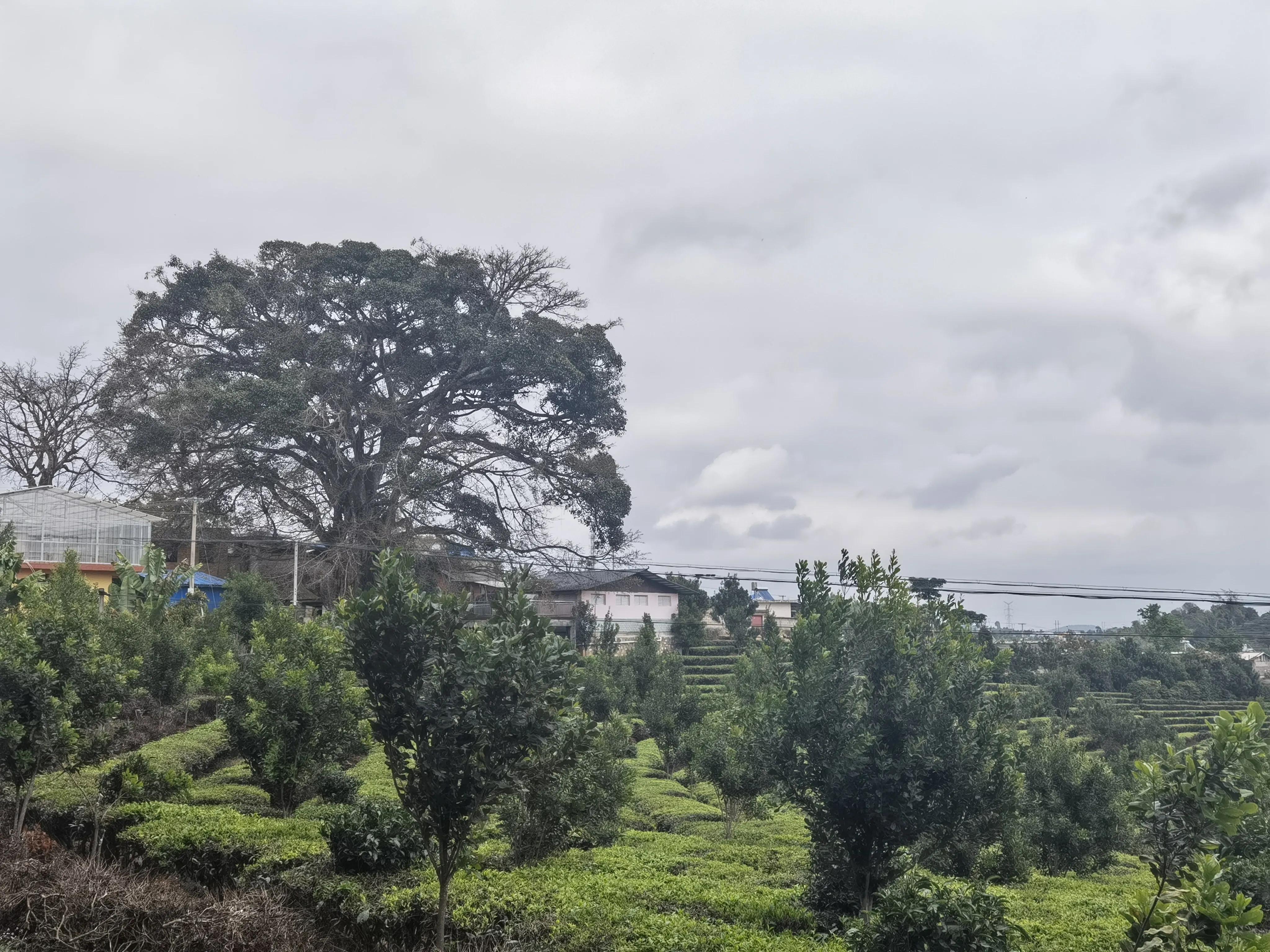 大渡岗十大名茶,大渡岗茶山文化