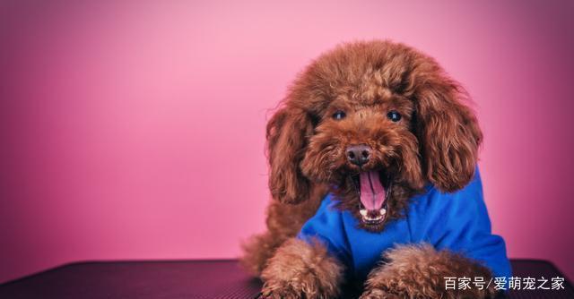 泰迪狗缺钙是什么表现,泰迪犬缺钙