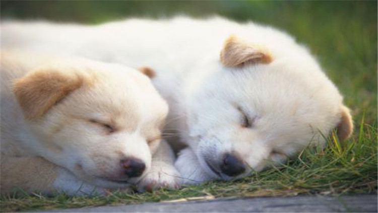母大犬发情该怎么办,母小型犬发情爬跨如何缓解