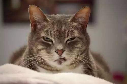 猫能喂生鸡蛋吗,大猫还在喂小猫可以吃生鸡蛋吗