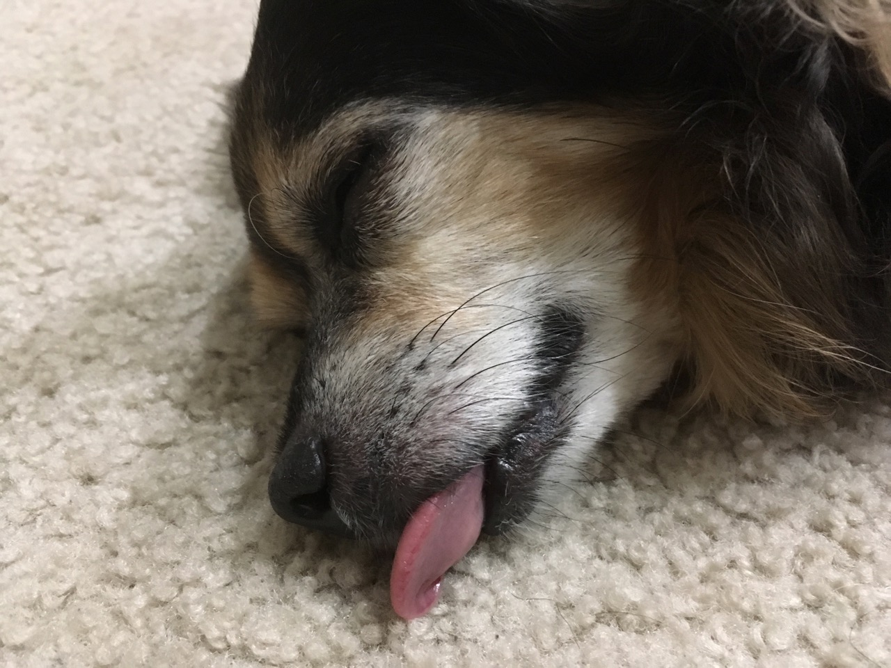 老年狗心脏衰竭引起的腹水,老年狗狗心力衰竭死亡率高吗