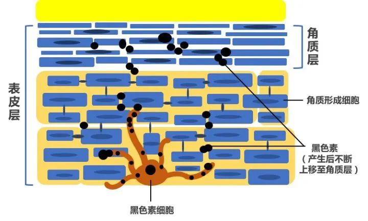 长斑祛痘最好的护肤品,长斑长痘的适合什么护肤品
