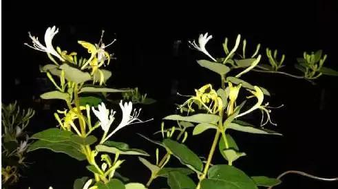 桐城花事：幽香的金银花