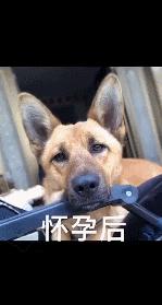 主人怀孕后狗狗变得更粘人了,主人怀孕后狗狗的反应哈士奇